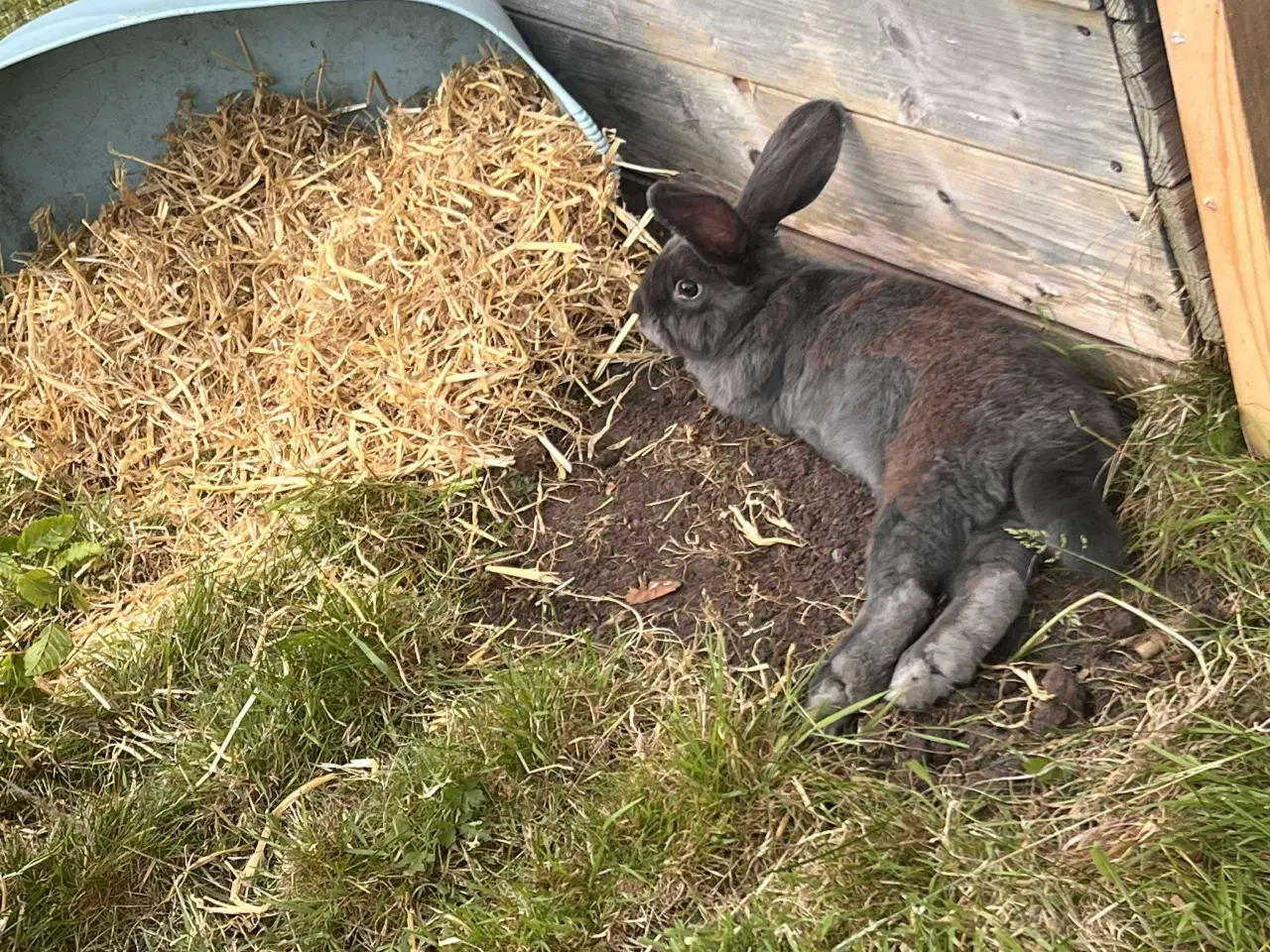 Billede 4 - Neutraliseret og vaccineret Floki