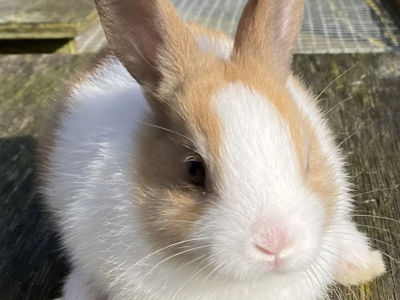 Billede 6 - HOLLÆNDER HUN MADAGASCAR