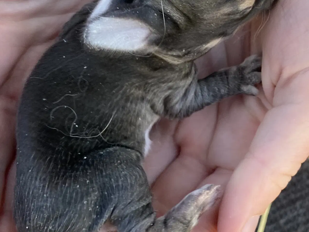 Billede 5 - FRANSK VÆDDER HUN VILDTGRÅ