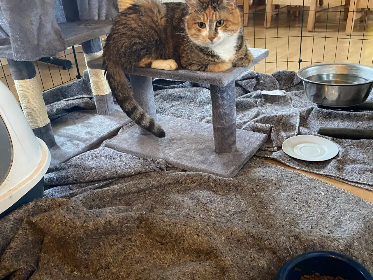 Billede 8 - Dejlige killinger salgs klar d.8-6-26