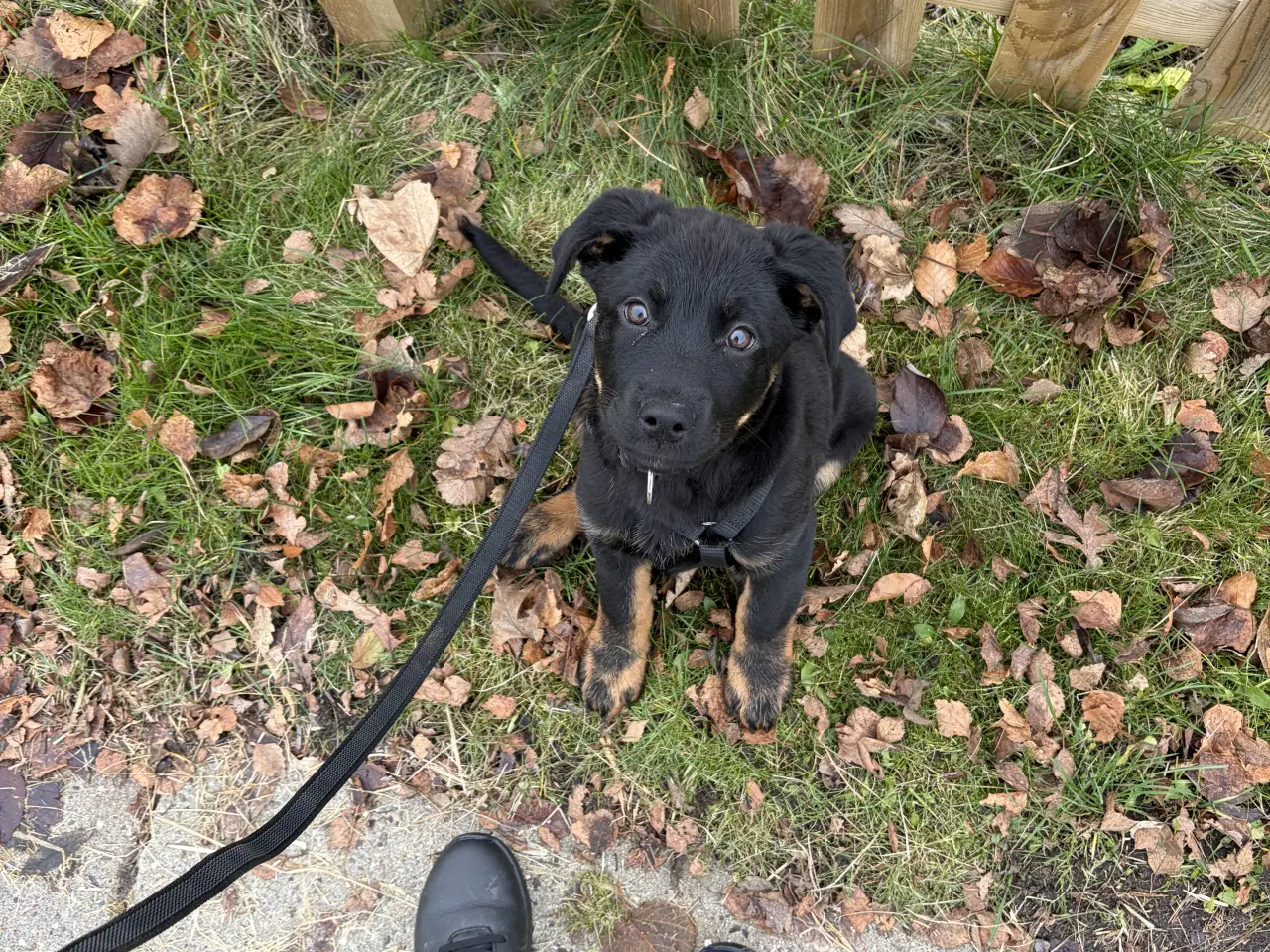 Billede 2 - Rottweiler/schæfer hvalp