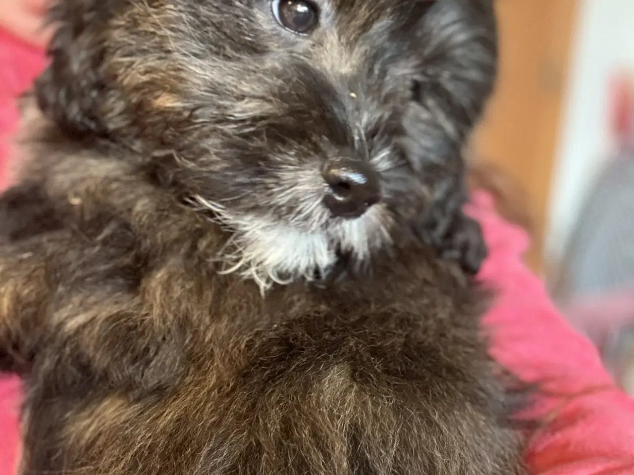 Billede 13 - Rejseklar Shihpoo /Klar i dit nye hjem/