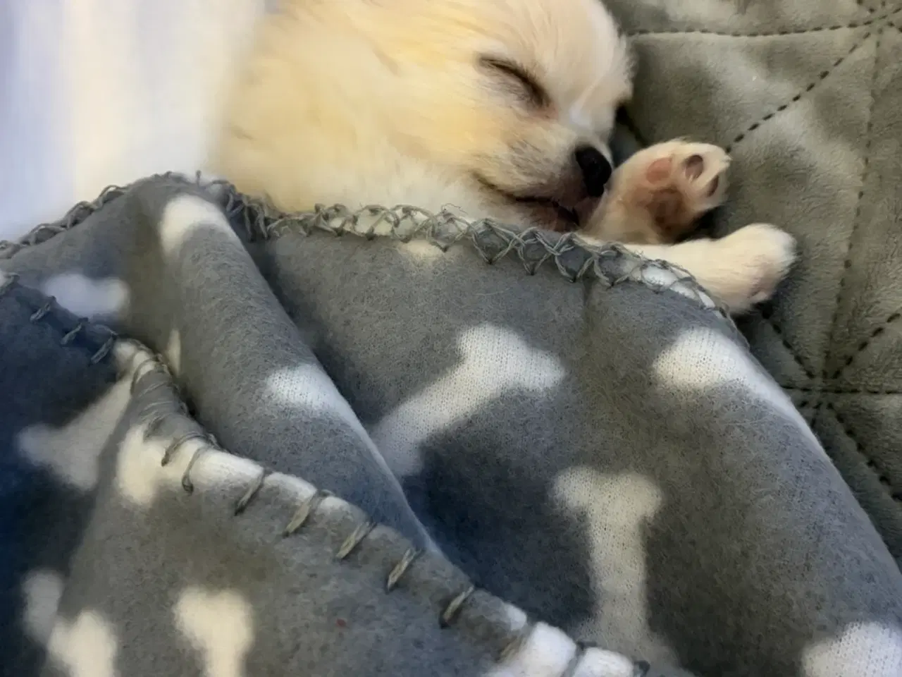 Billede 5 - Chihuahua/pomeranian