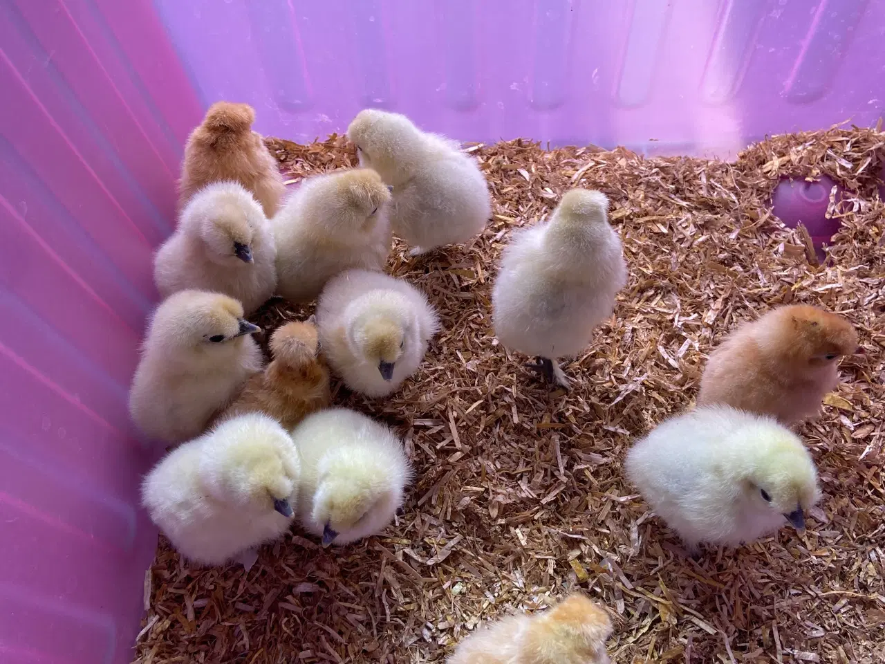 Billede 1 - 12 stk nyklækkede dværg silkekyllinger fra 2/4