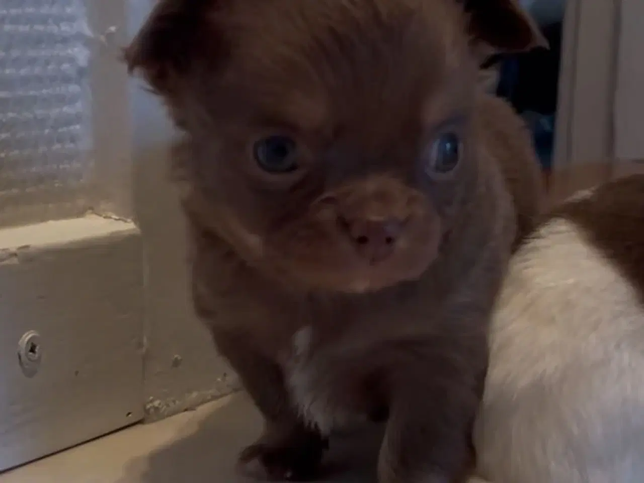 Billede 1 - Chihuahua