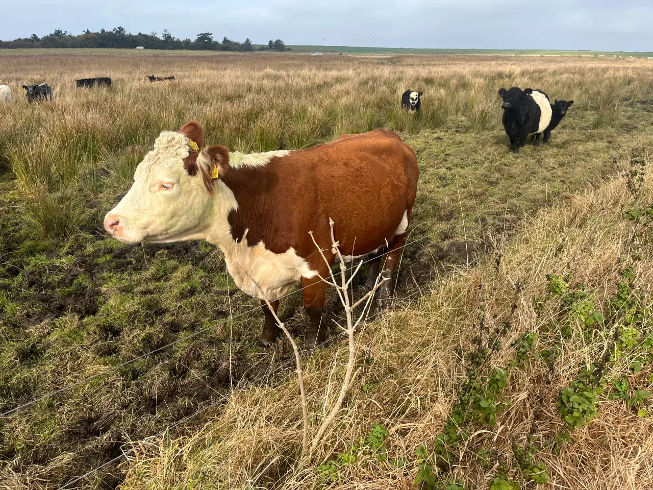 Billede 2 - Hereford køer (drægtige)