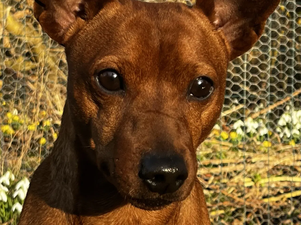 Billede 4 - Smuk Dværg Pinscher han