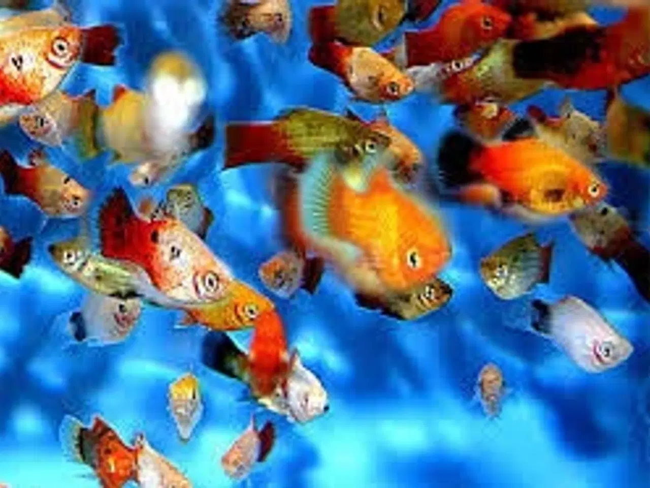 Billede 1 - PLATY. MIX ((STORE)) ((3 CM)) BILLIGT