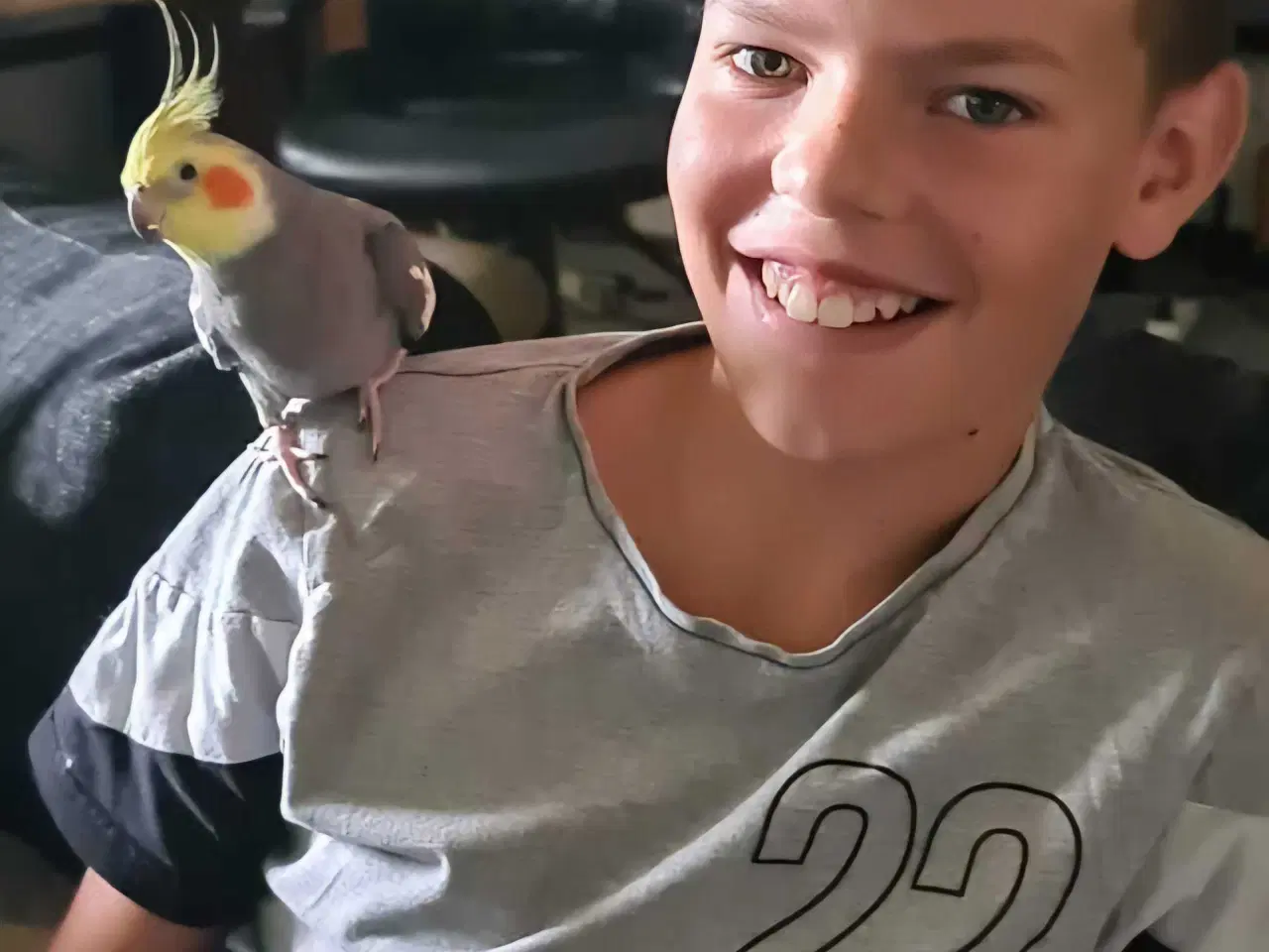 Billede 2 - Nymfe parakit med stort bur på hjul.