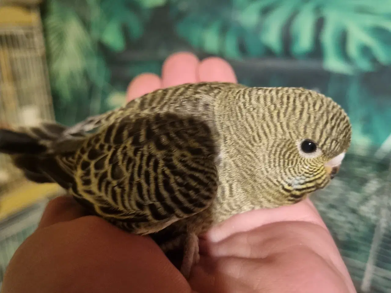 Billede 6 - Blackface undulat (unger)