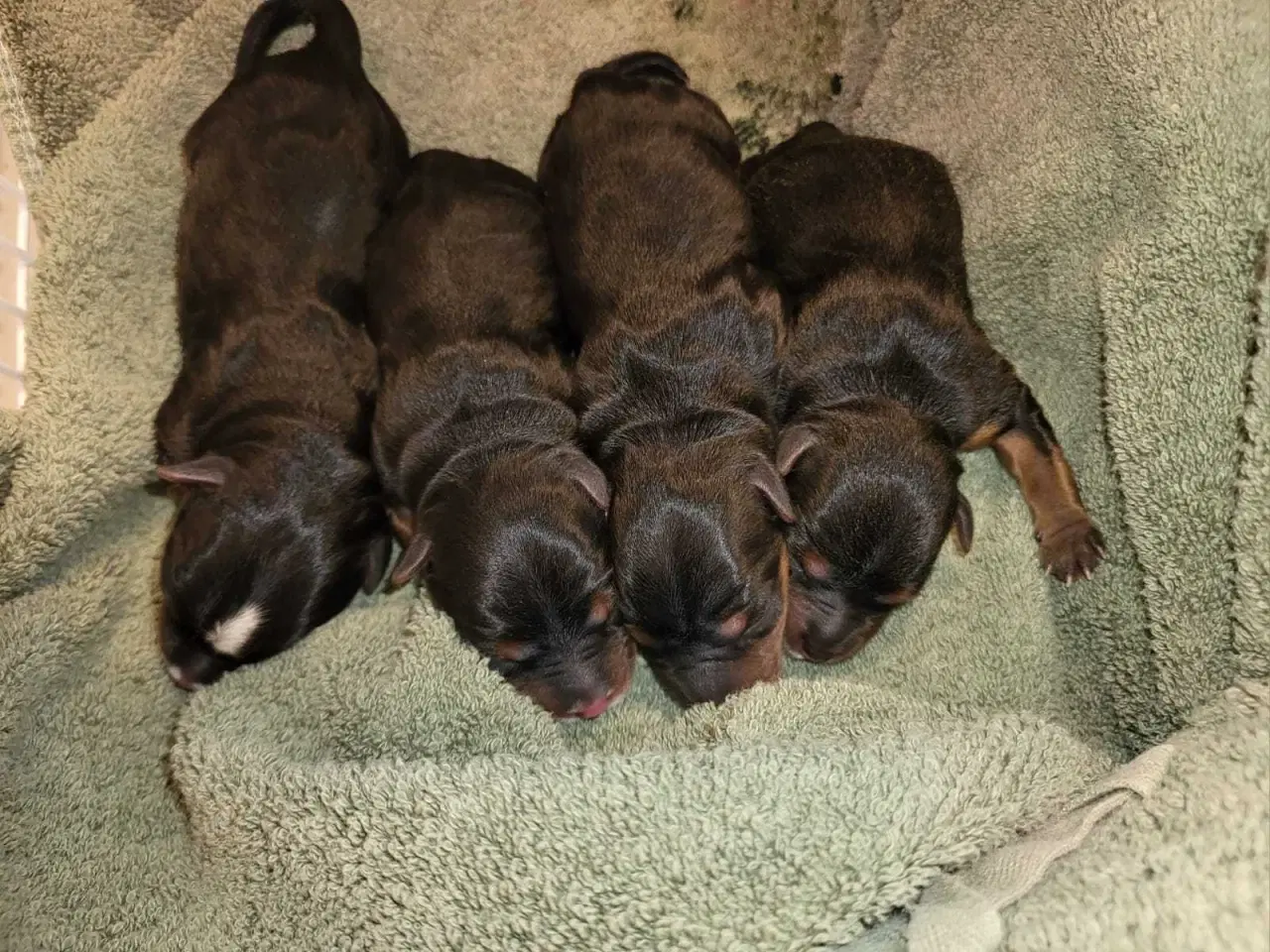 Billede 8 - Yorkshire Terrier hvalpe 