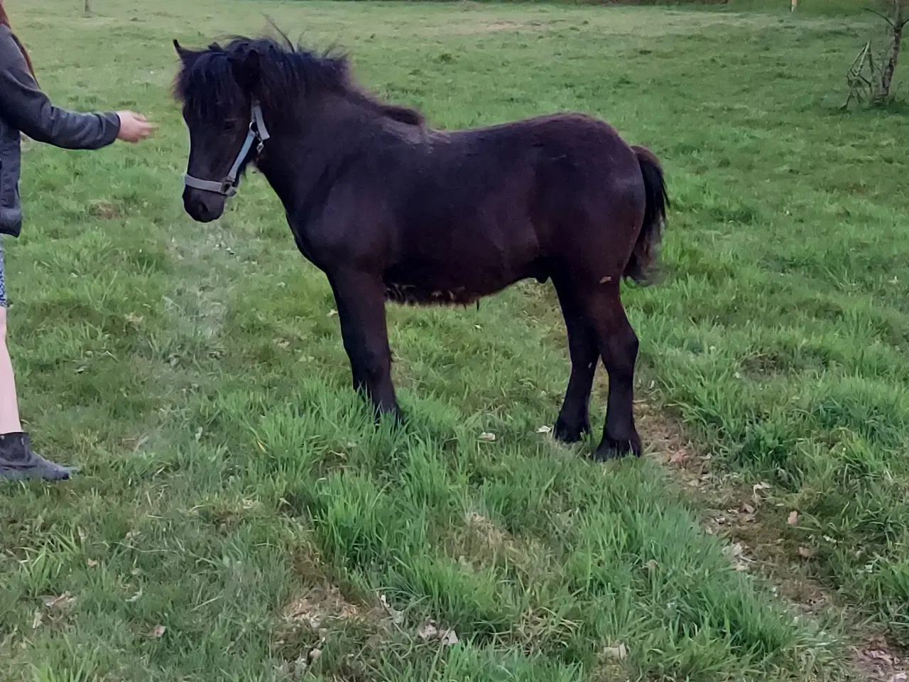 Billede 5 - Spændende Hingsteplag