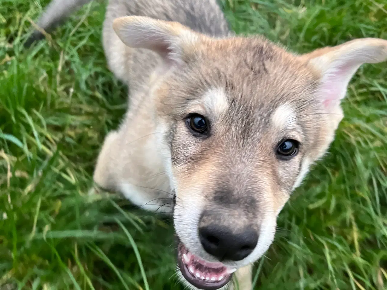 Billede 7 - Hvalpe af hvid schæfer og tjekkoslovakisk ulvehund