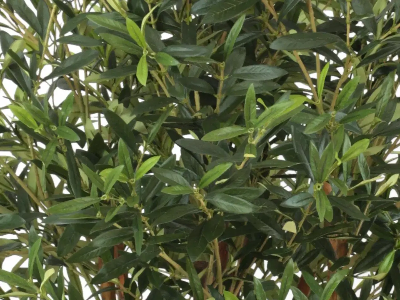 Billede 4 - Oliventræ 140 cm