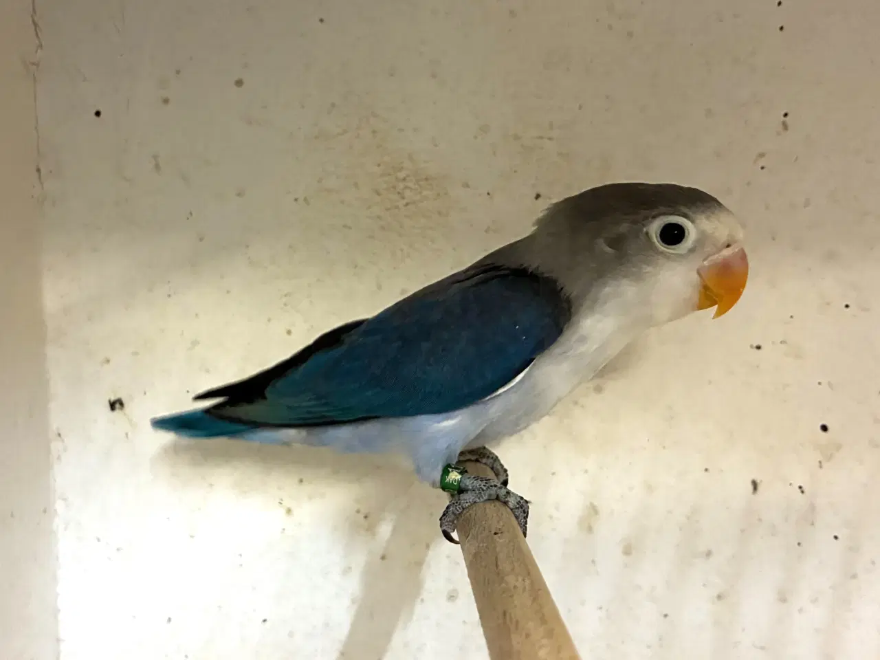 Billede 1 - Rødhovedet Dværpapegøje