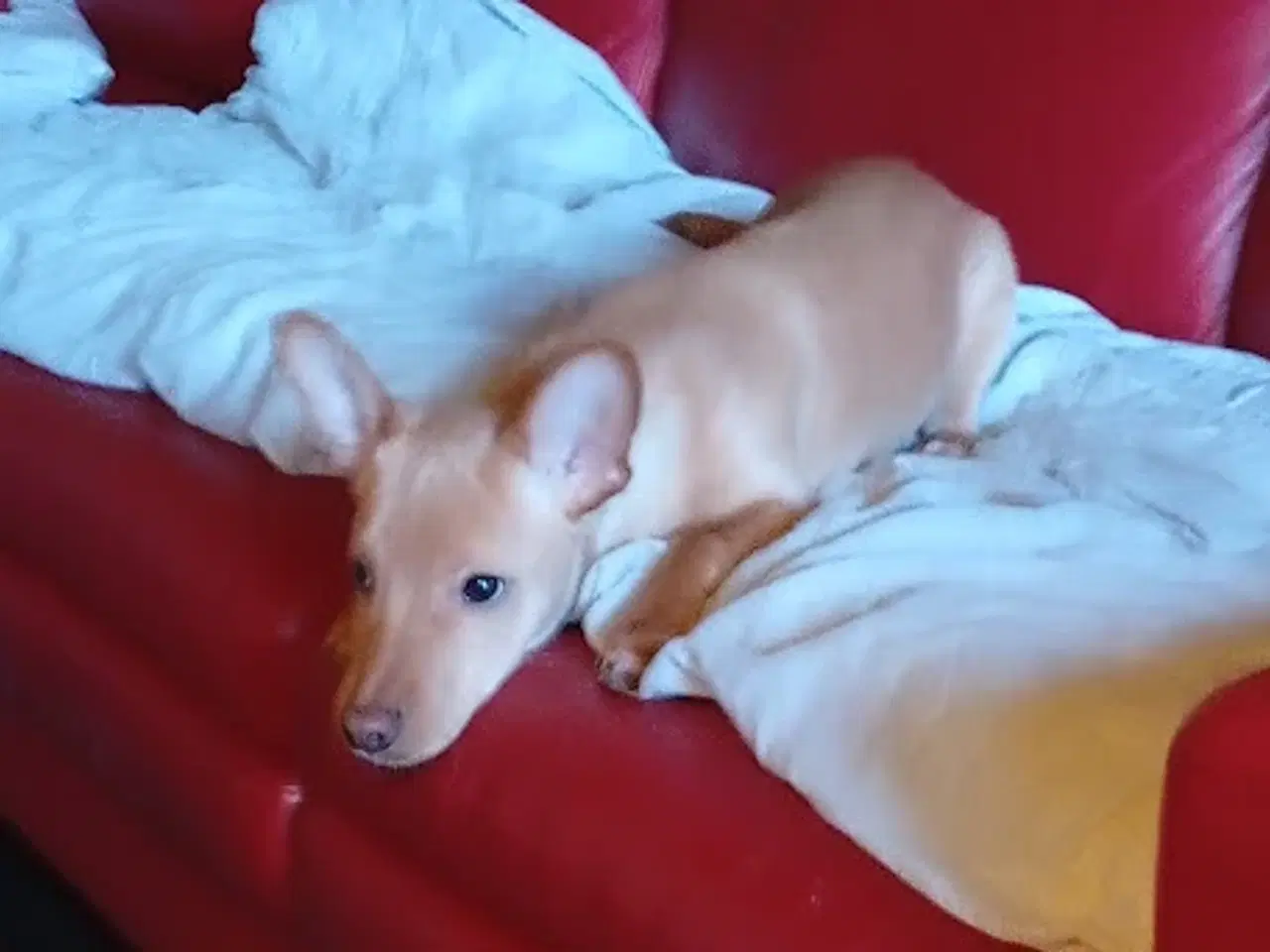 Billede 4 - Dværgpinscher/Dansk Svensk gårdhund HAN