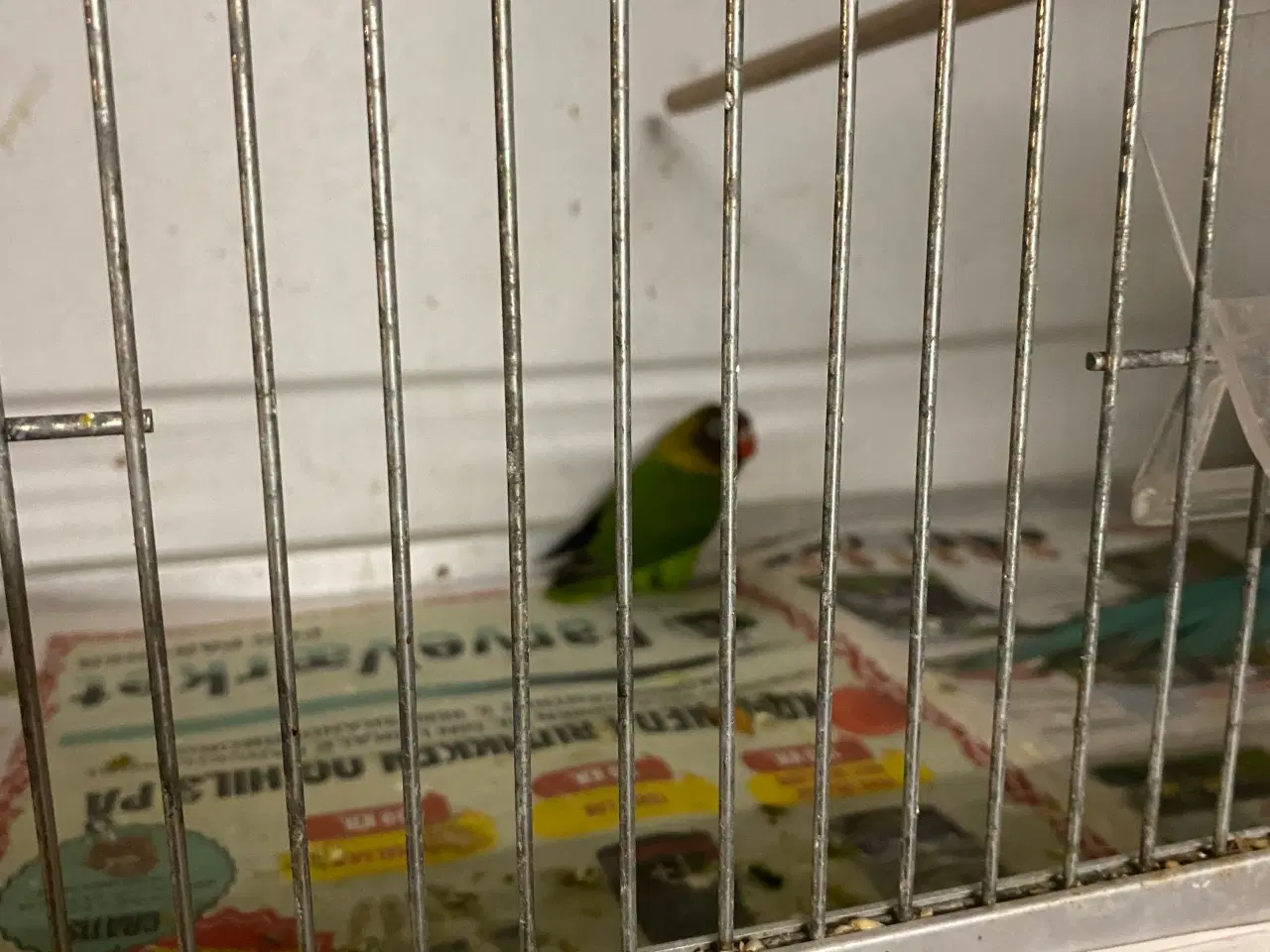 Billede 10 - Fugle Dværgpapegøje