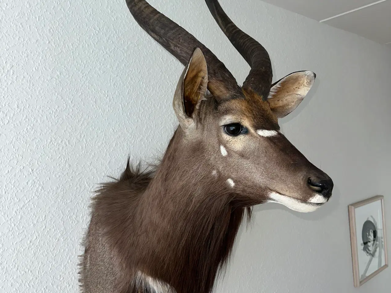 Billede 3 - Flot Nyala fra Namibia sælges billigt