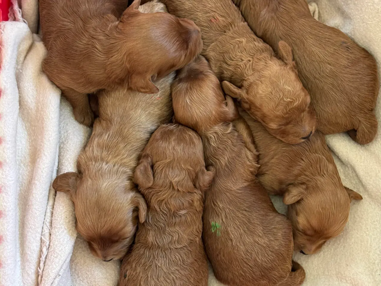 Billede 2 - Maltipoo til efterårs ferien ?