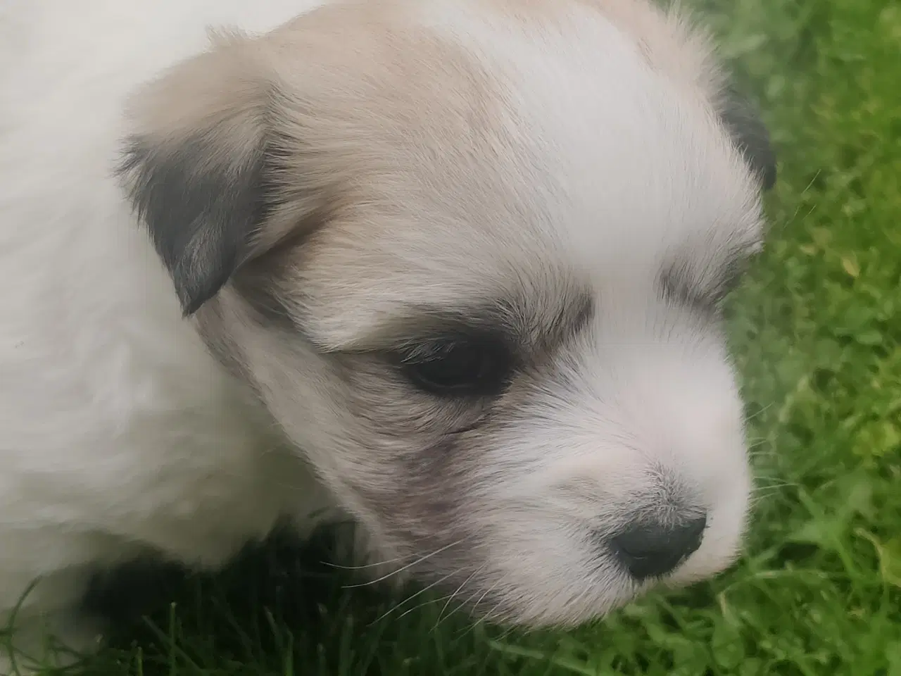 Billede 6 - Coton de Tulear hvalpe 