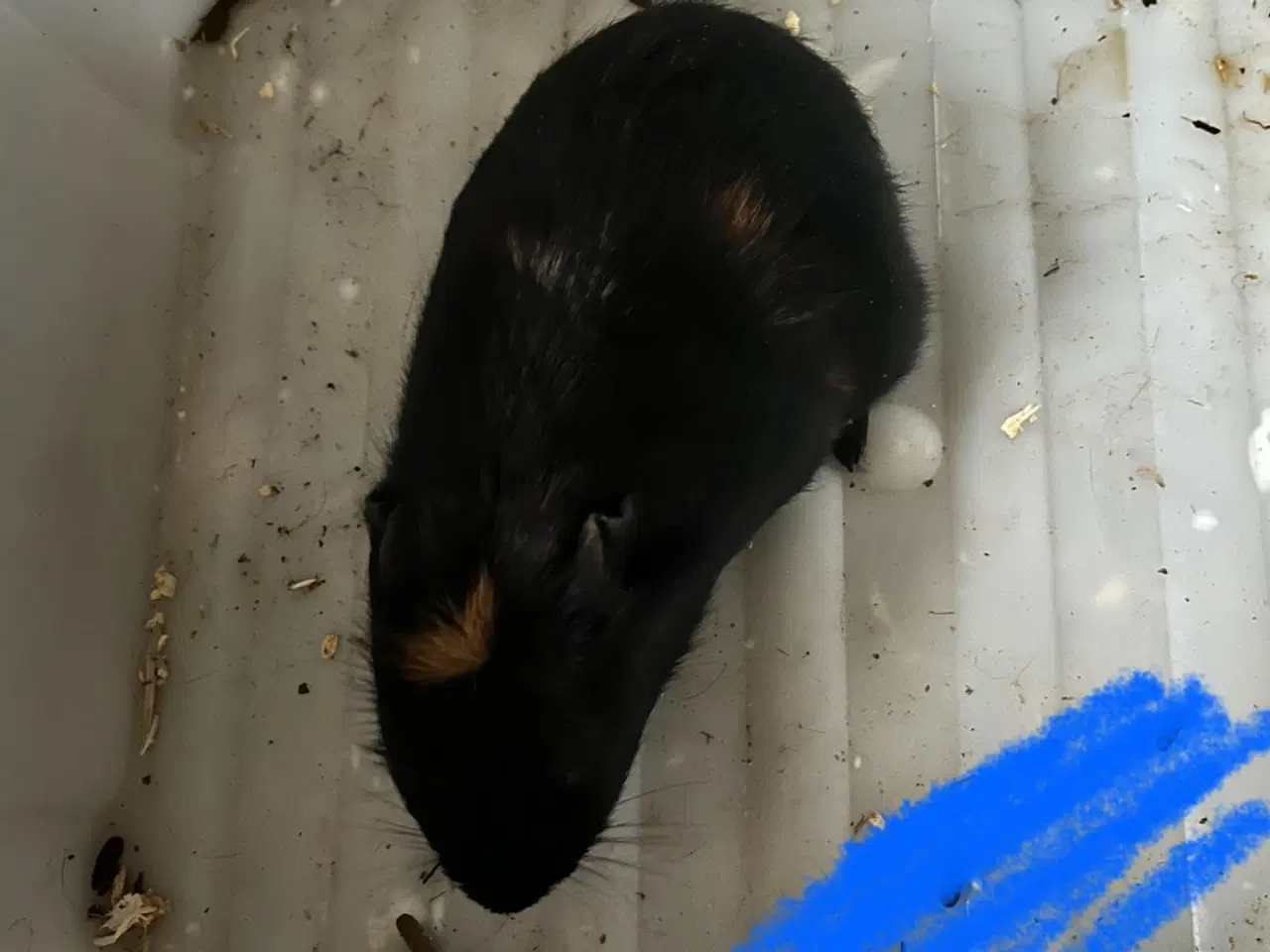 Billede 2 - Marsvin drenge unger og nesten voksne