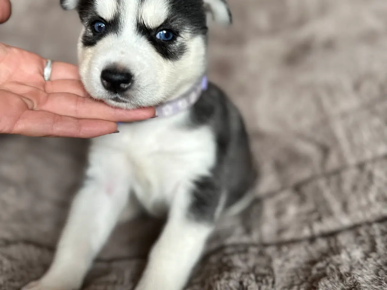 Billede 3 - Lækre husky hvalpe 😍