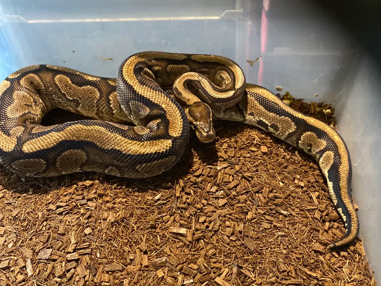 Billede 1 - 1.0 Redstripe Yellowbelly 100% het clown