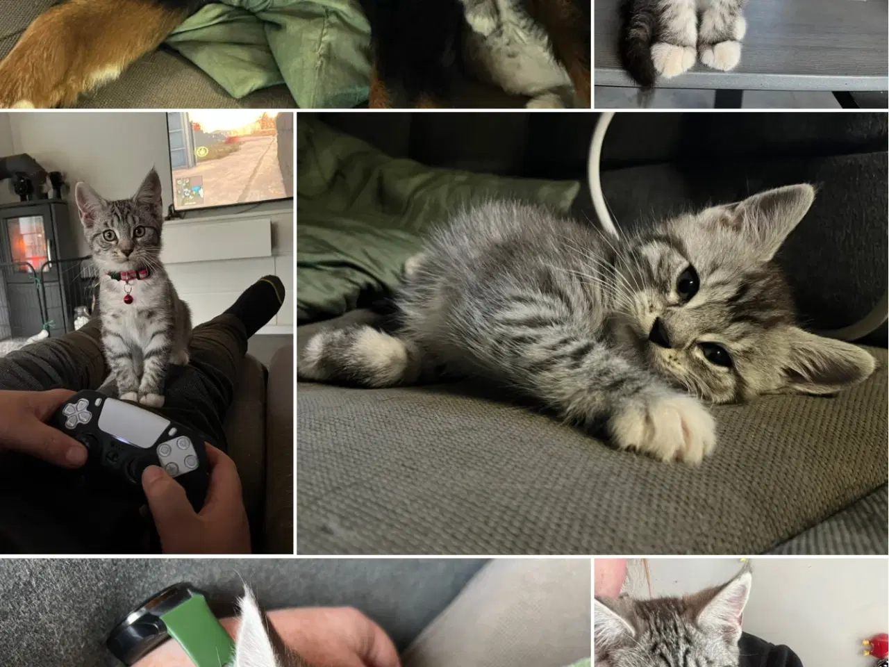 Billede 12 - Maine Coon blandning 