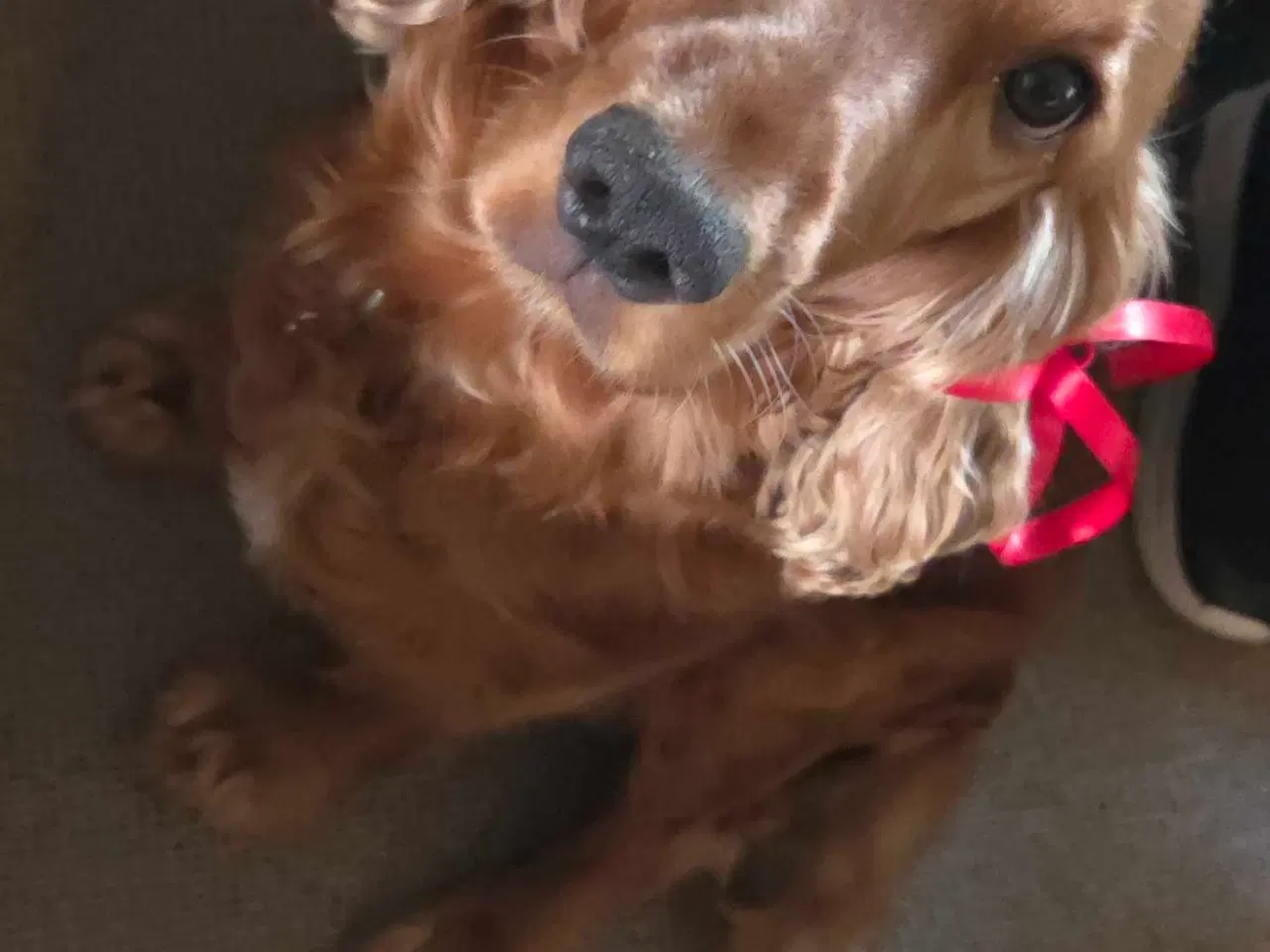 Billede 9 - Smukke Engelske Cocker Spaniel hvalpe