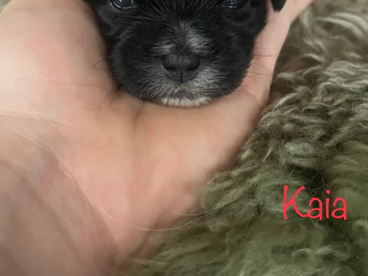 Billede 6 - Skønne shih tzu & bomulds hvalpe 