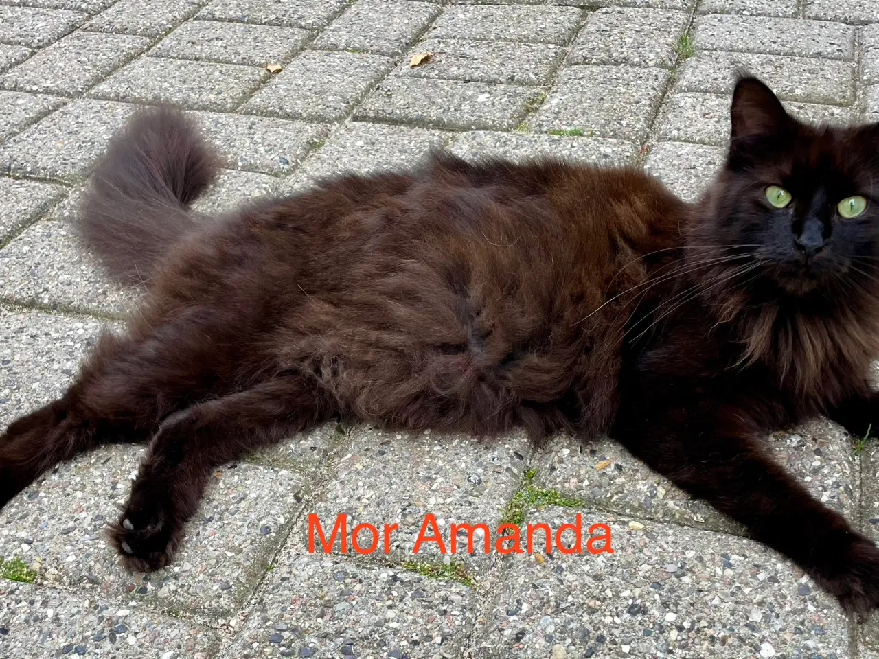 Billede 8 - Maine Coon Killinger