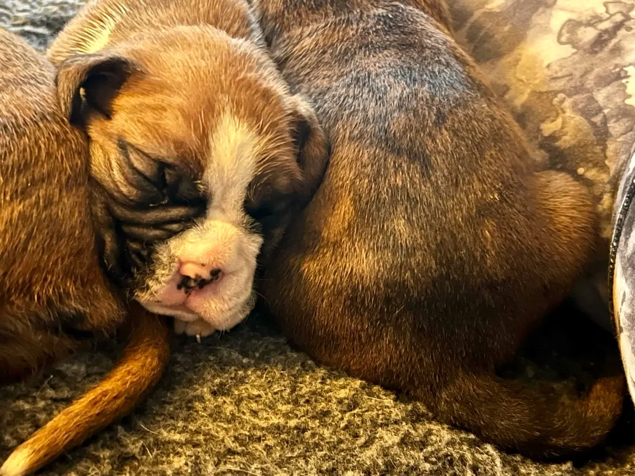 Billede 4 - Boxer hvalpe, 2 piger og 1 dreng