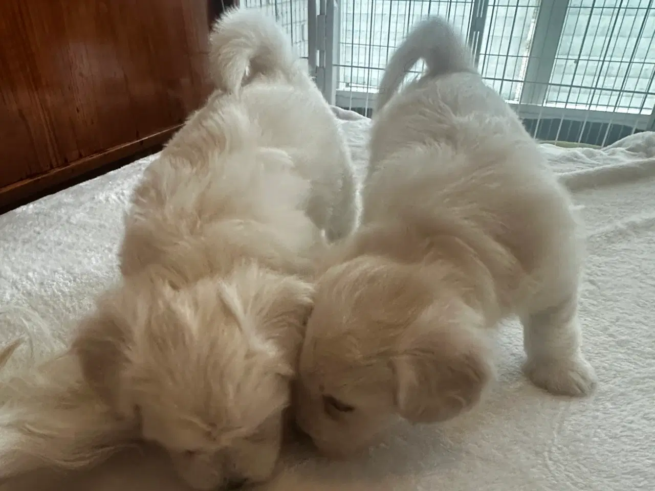 Billede 6 - Coton de Tulear blanding 