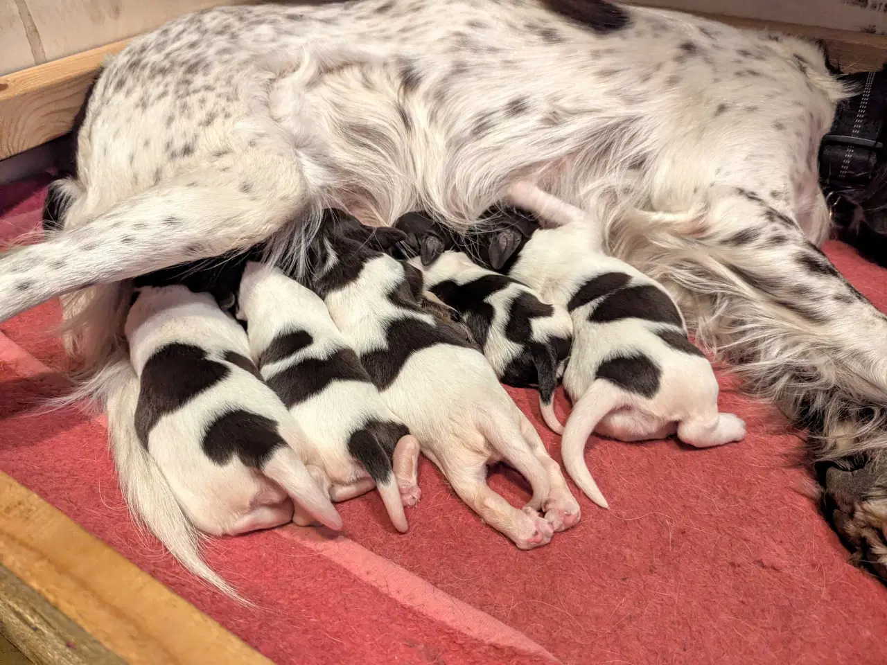 Billede 1 - Kleiner münsterländer, kleiner münsterlænder