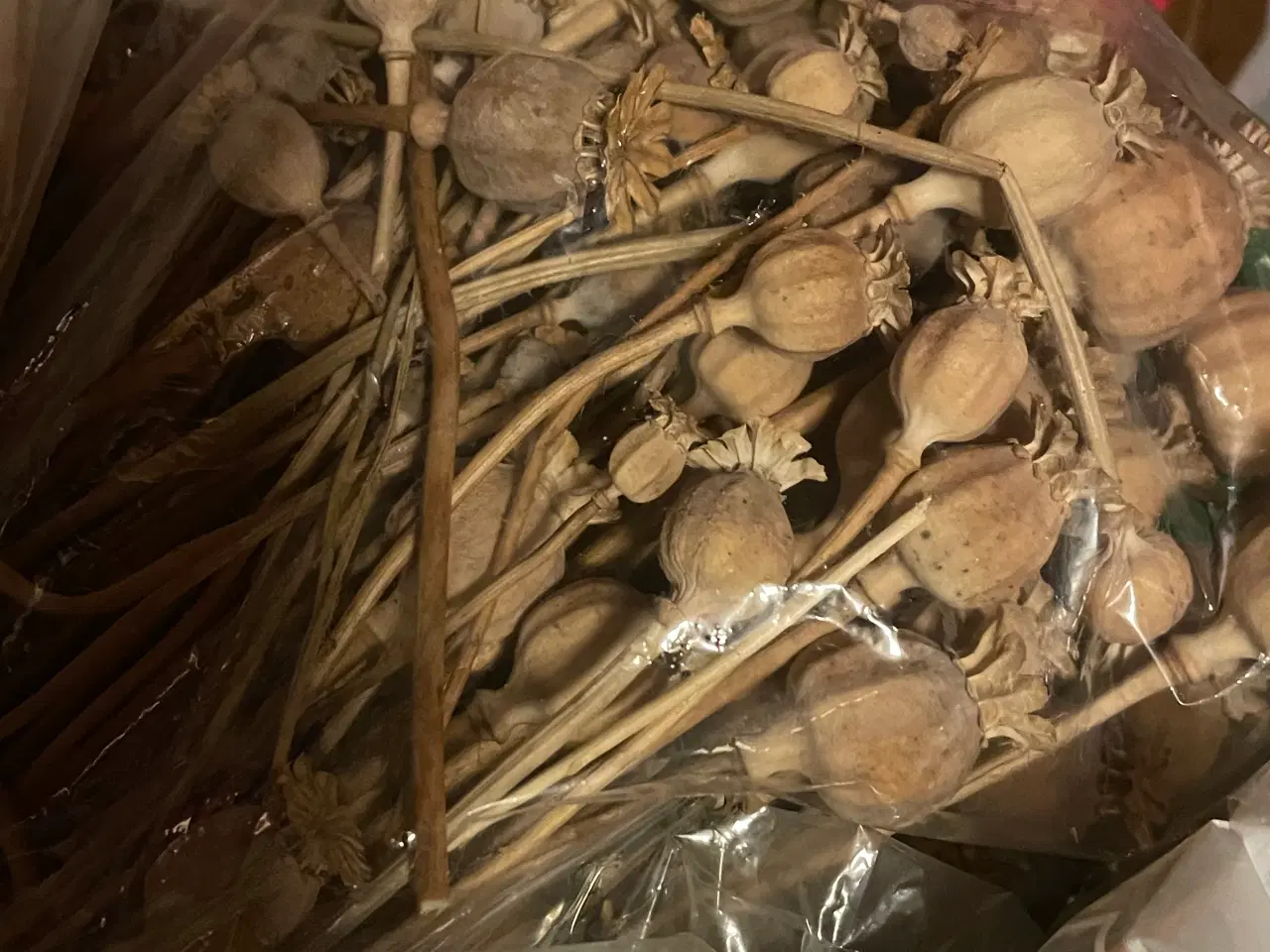 Billede 1 - Valmue frøstande