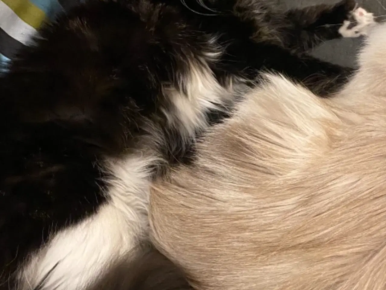 Billede 9 - Polydactyl Maine coon killinger