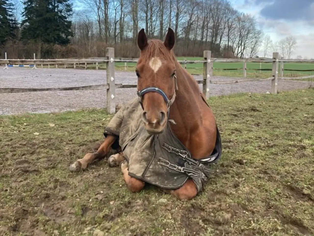 Billede 7 - 6 års allround araber vallak 