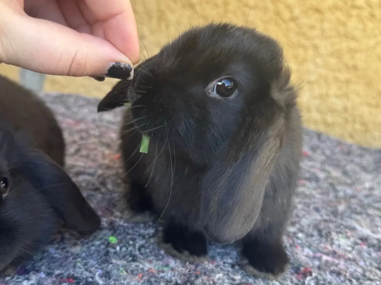 Billede 6 - Han Dværgvædder unger sælges 