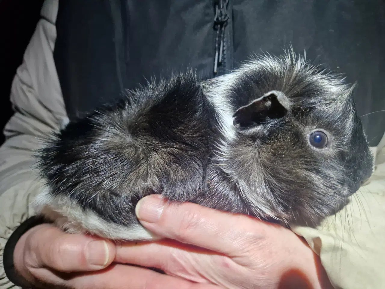 Billede 6 - 2 hun Rosette unger, søstre 