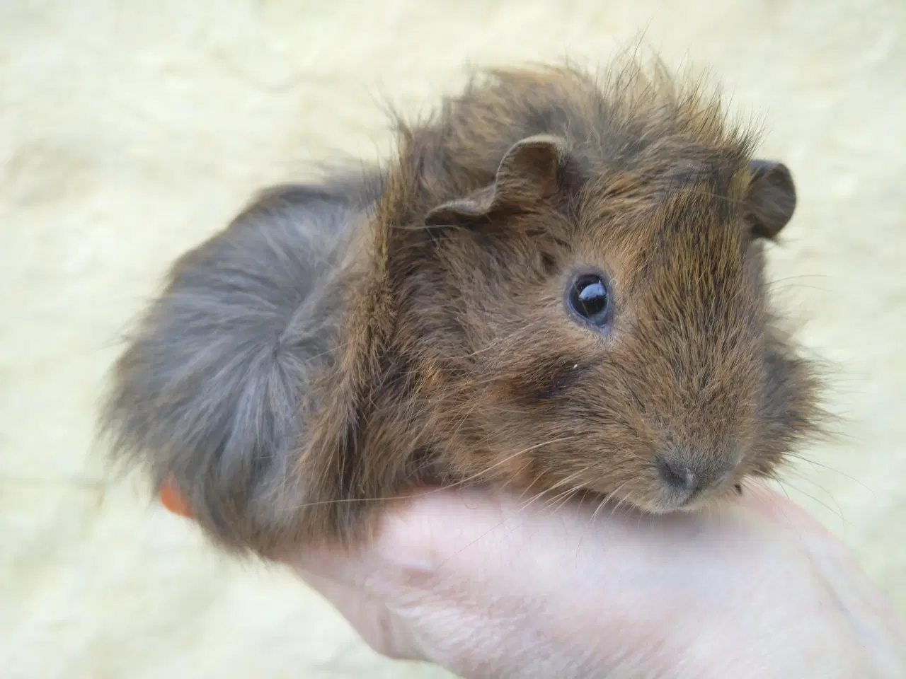 Billede 8 - 2 x Han unge til voksen, der har mistet makkeren.