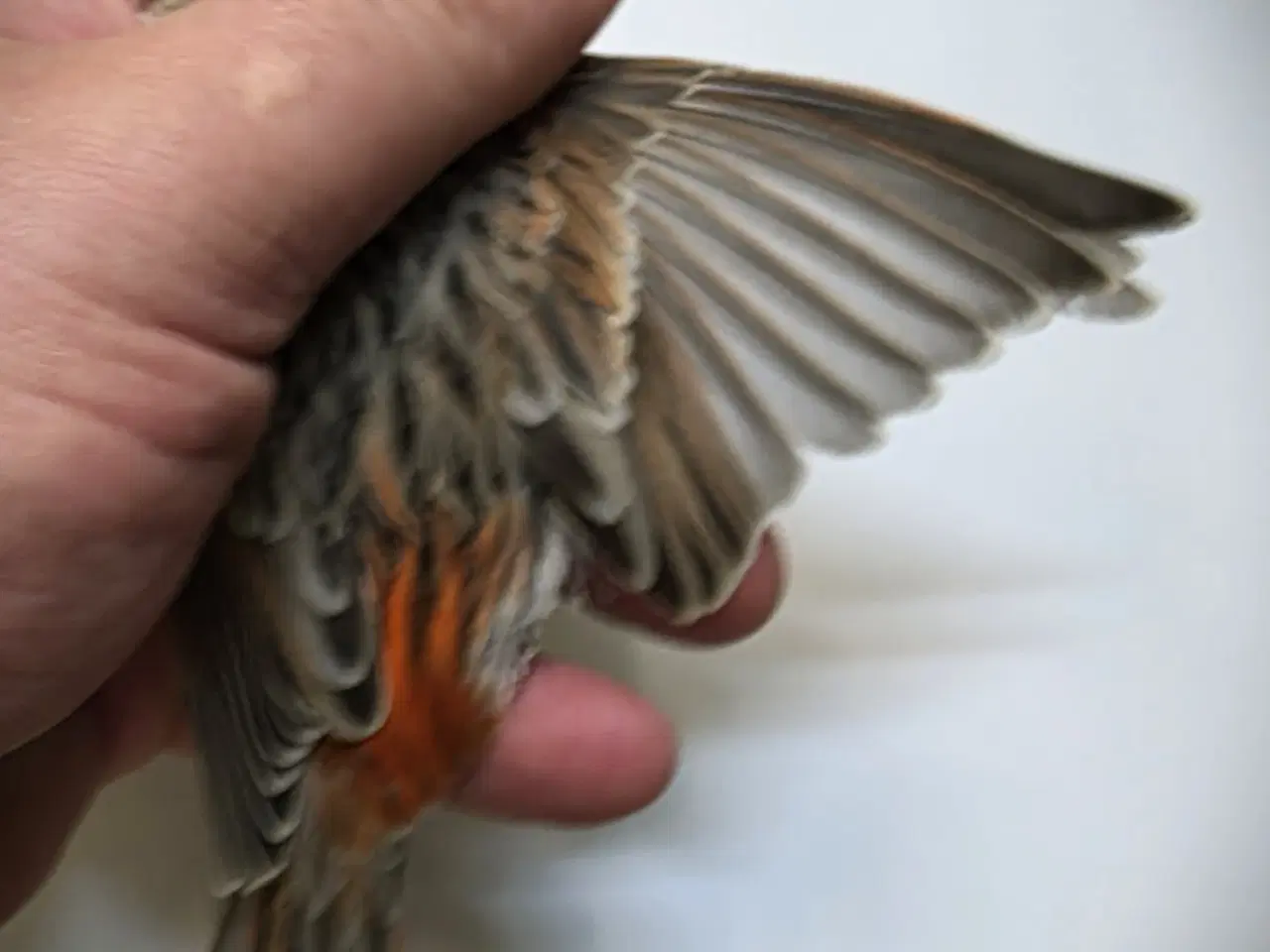 Billede 8 - Race kanarier