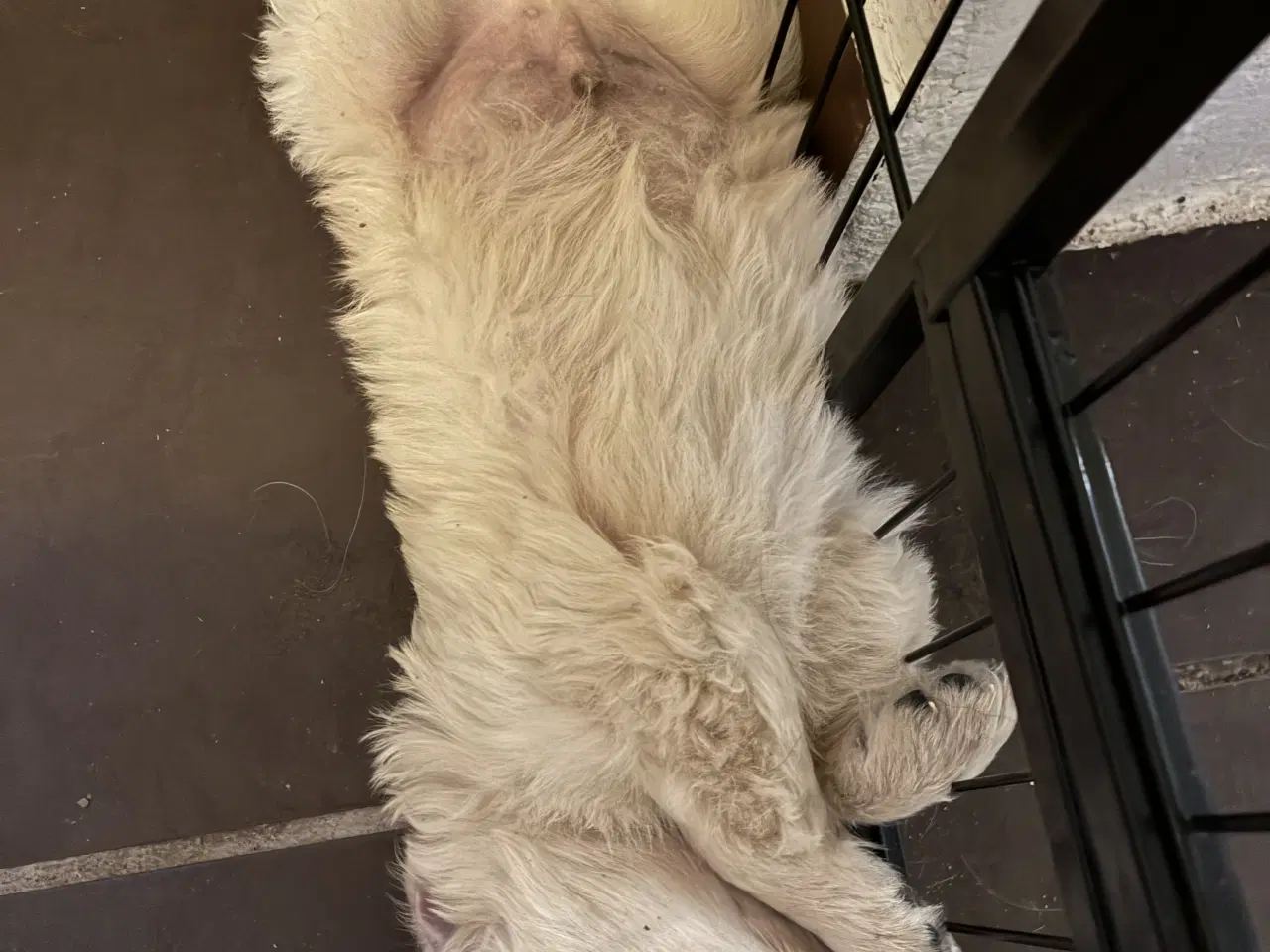 Billede 2 - Super søde familiehunde