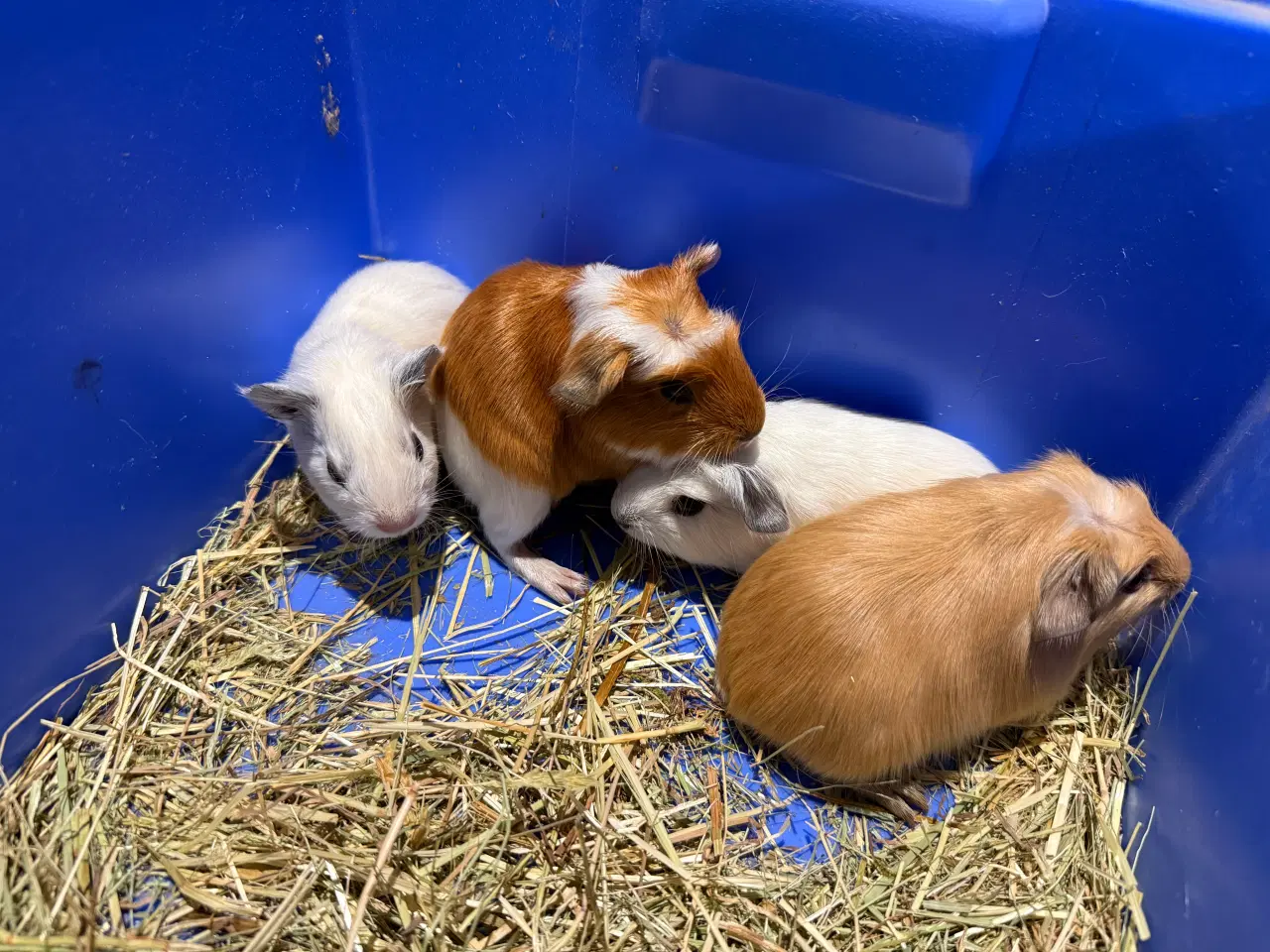 Billede 1 - Marsvin drenge