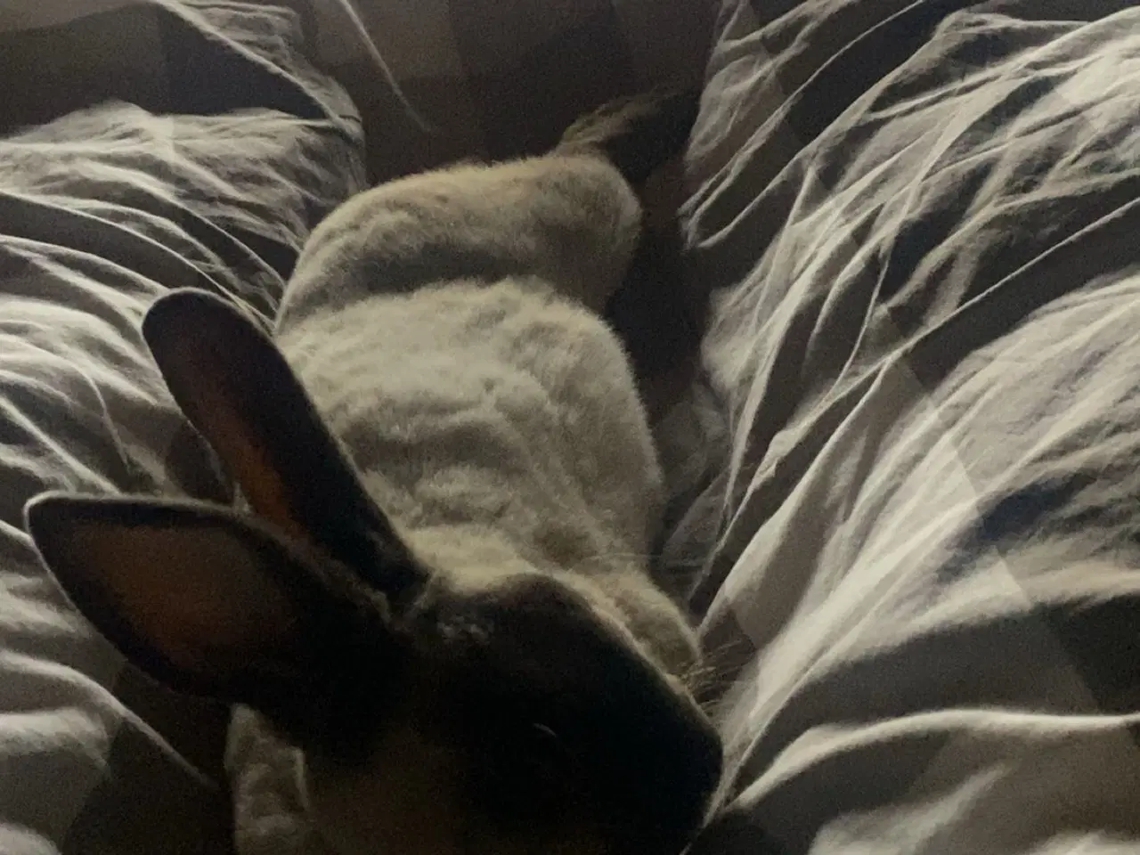 Billede 6 - Stampe søger nyt hjem🐰