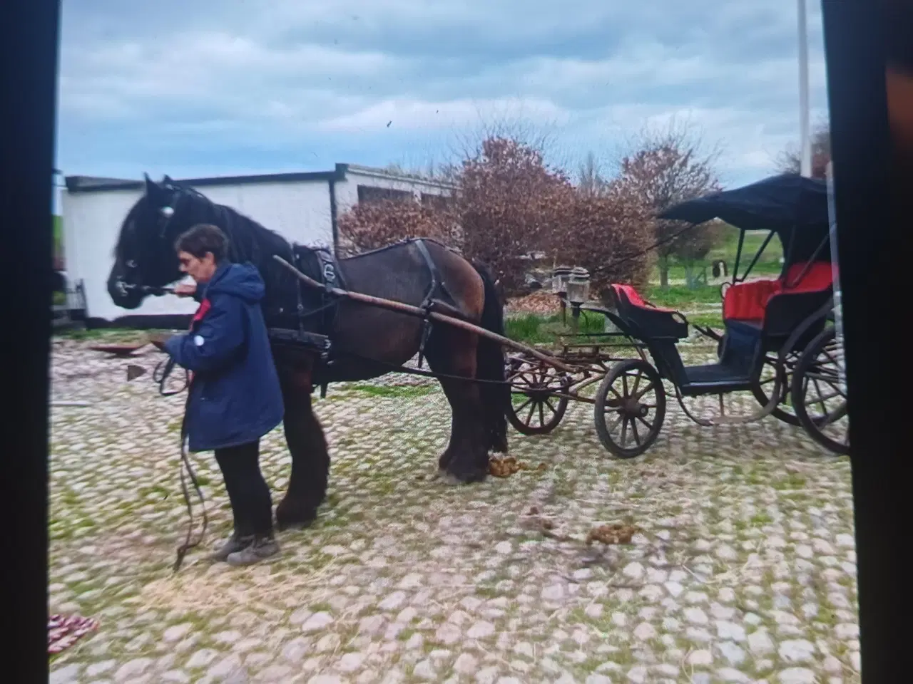 Billede 3 - 1 årig Jyskhest hingst sælges