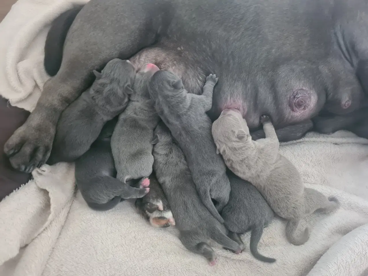 Billede 8 - Hvalpe American Bully Pocket 