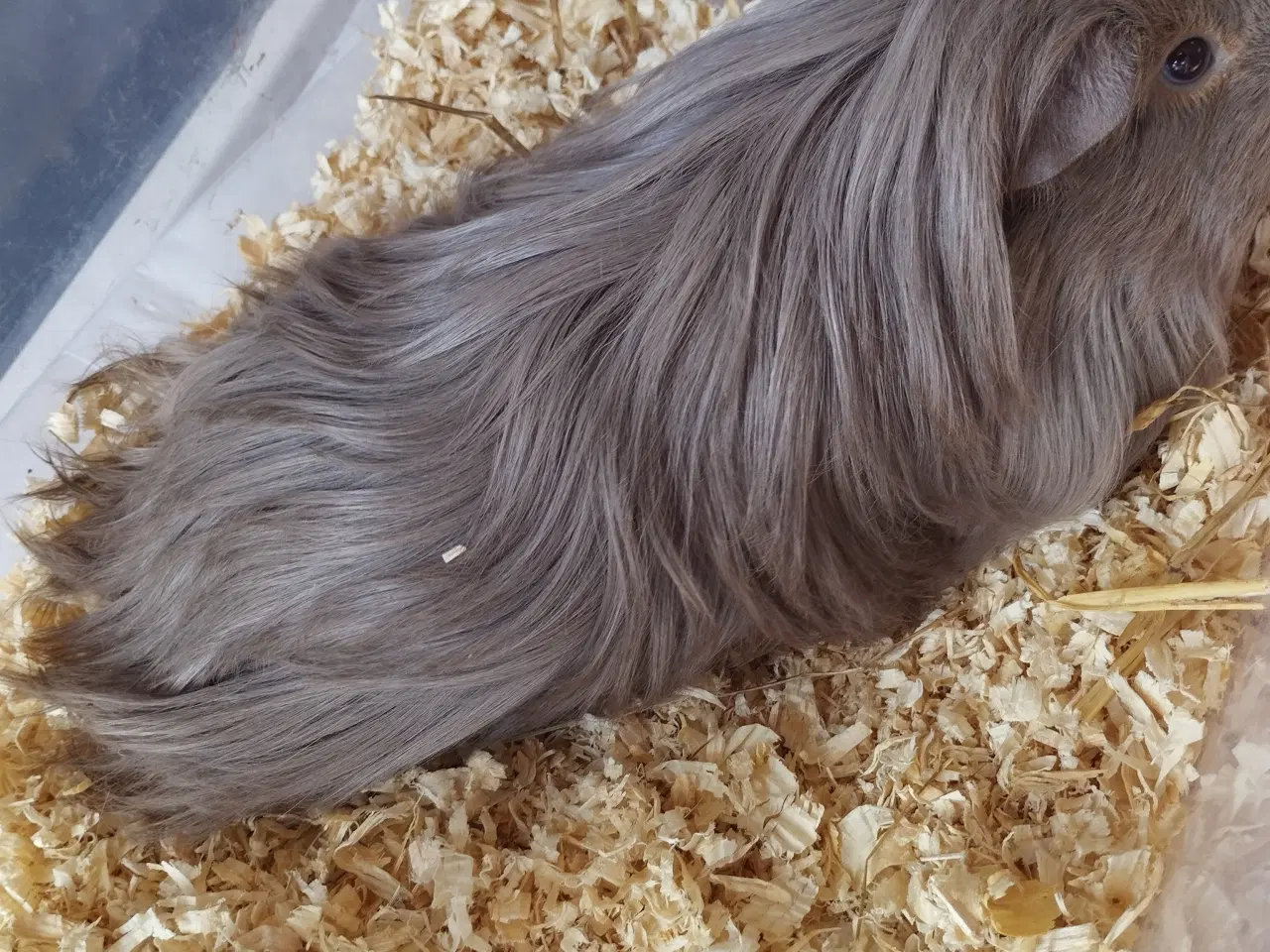 Billede 13 - Ægte sheltie, puruaner ,Texel ,lang hårs hvirvler.