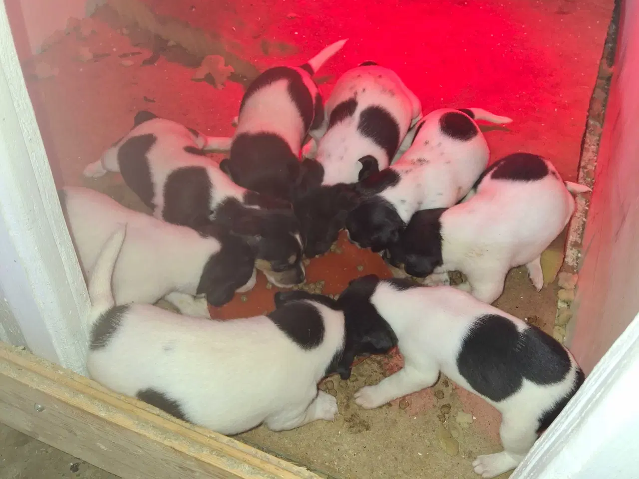 Billede 6 - Dansk svensk gårdhund (hundehvalpe)