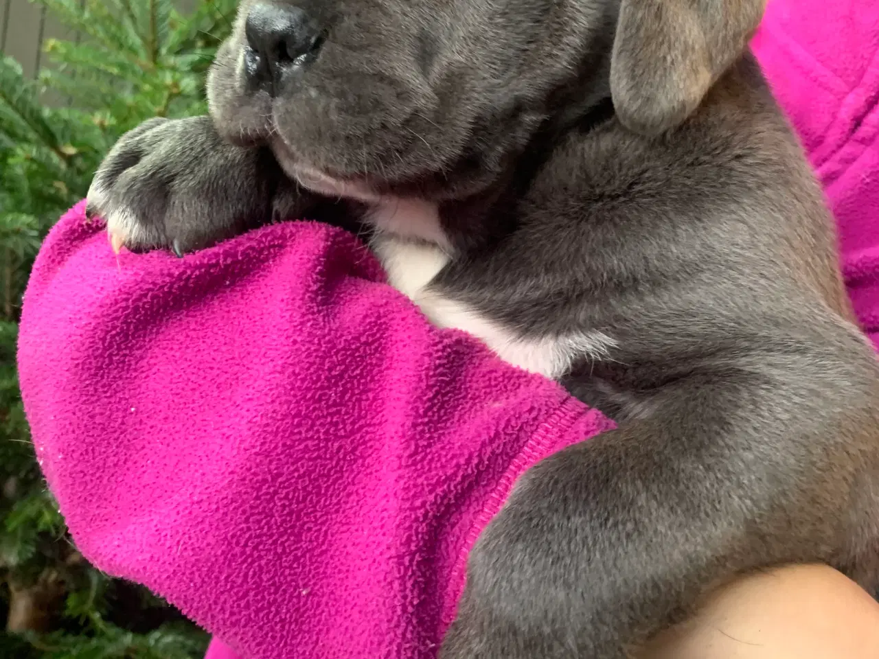 Billede 3 - Cane Corso Italiano hvalpe 