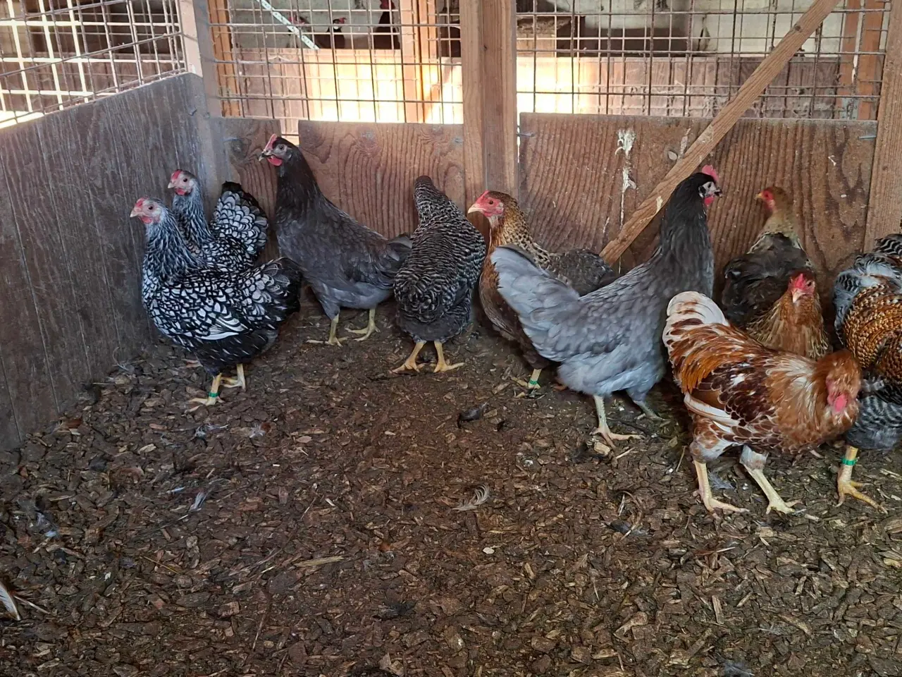 Billede 2 - Dværghøns